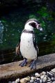 Dierentuin Emmen Mei 2014 01